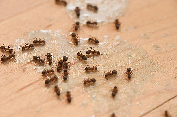 Best Pest Removal Services  in Sierra Vista Southeast, AZ